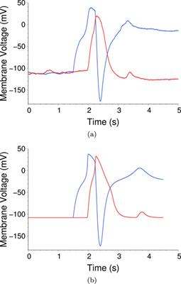 Action potentials in vitro: theory and experiment